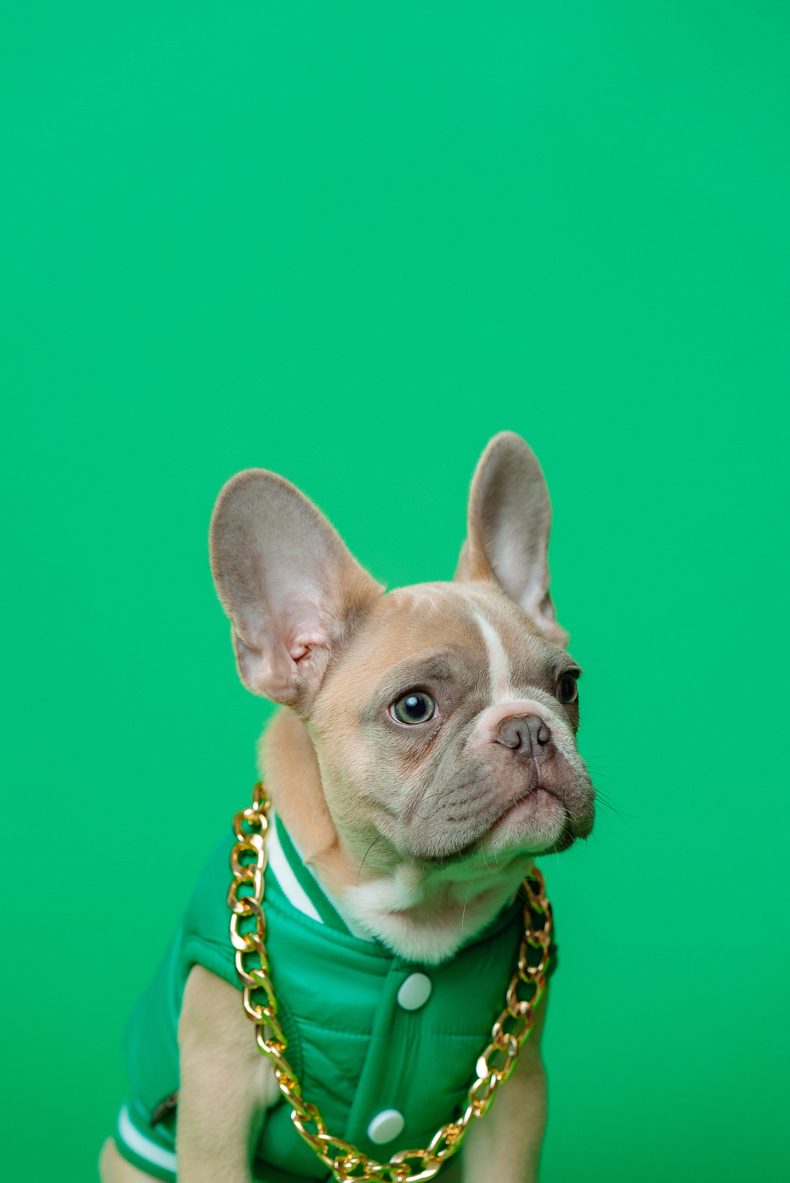 Imagen perro con sudadera verde